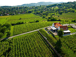 Vitis Kuria Balatonrendes