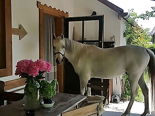 Igricz Farmhaz Pocsmegyer