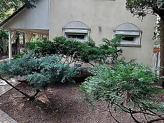 Cedrus Vendeghaz Kunfeherto