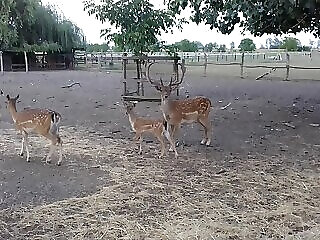 Allatpark Vendeghaz Fuzesgyarmat