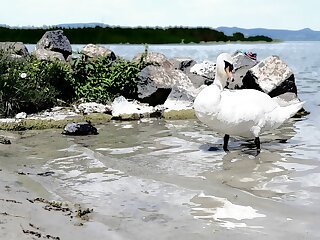 Bbb Apartman Ii. Balatonboglar szállás