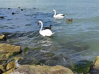 Szolofurt Apartman Balatonboglar szállás