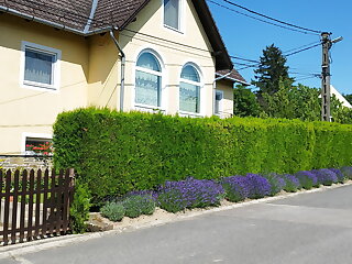 Torok Apartman Tihany szállás