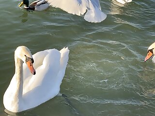 Hanna Vendeghaz Balatonfenyves szállás