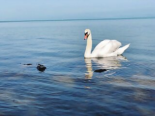 Csini Vendeghaz Balatonfoldvar szállás
