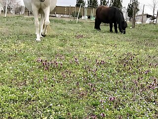 Diotoro Vendeghaz Balatonszabadi szállás