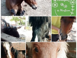 Poni Kucko Vendeghaz Es Minifarm Hosszuvolgy szállás