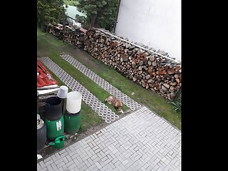 Citrom Vendeghaz Orfu szállás