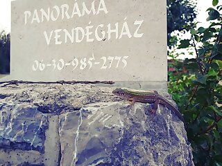 Panorama Vendeghaz Villany szállás