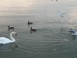 Silver Nyaralo Balatonfenyves szállás
