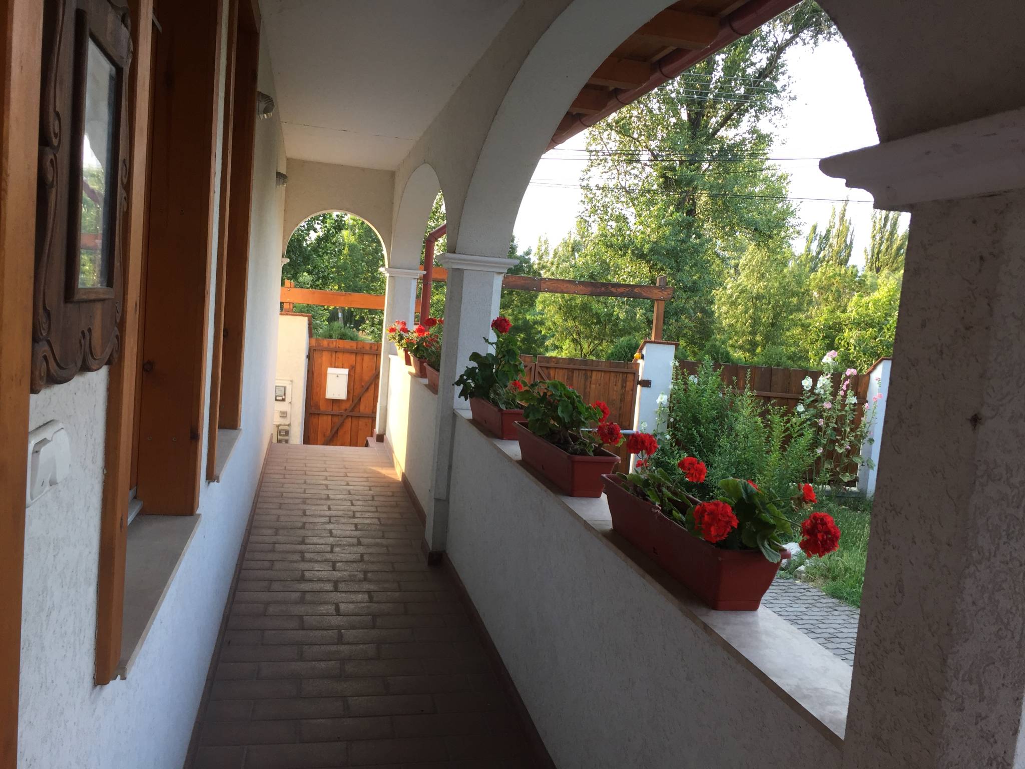 Anemona Vendeghaz Dunaalmas