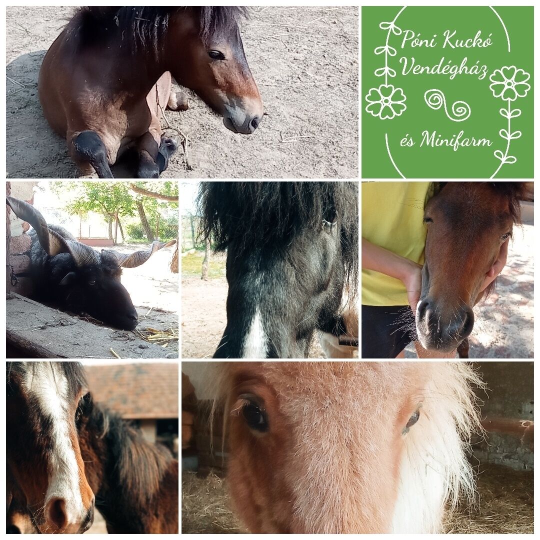Poni Kucko Vendeghaz Es Minifarm Hosszuvolgy
