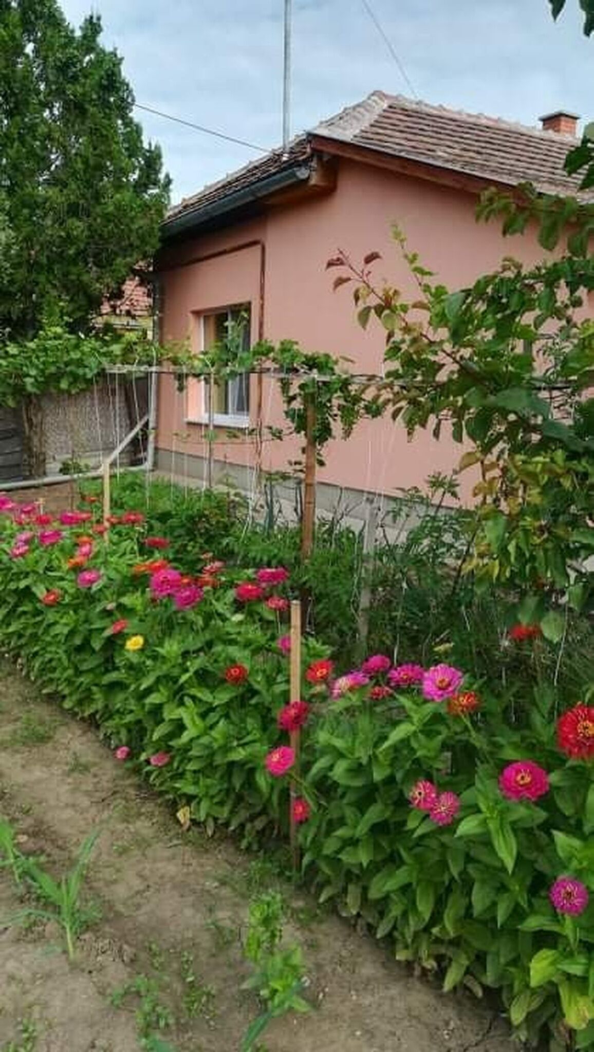 Nagymama Hazikoja Vendeghaz Tiszasas