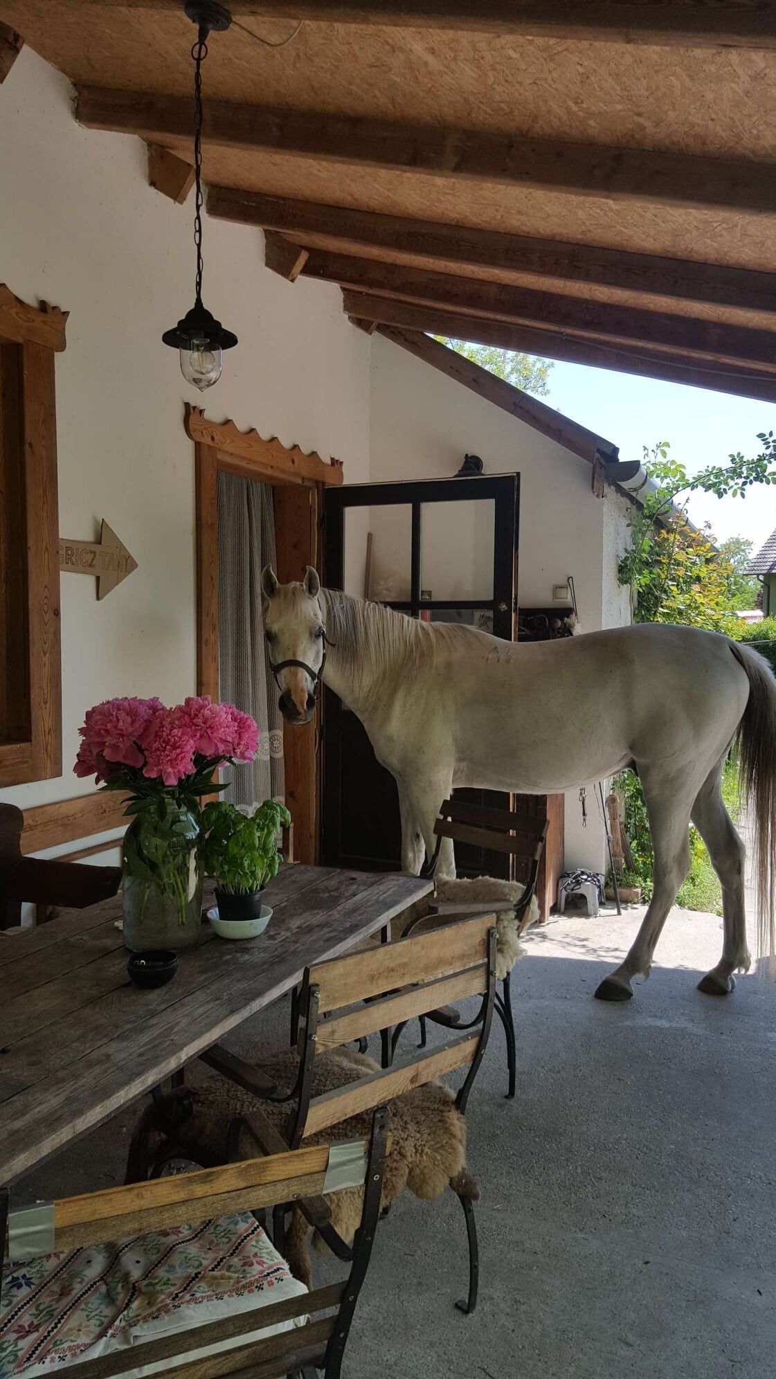 Igricz Farmhaz Pocsmegyer